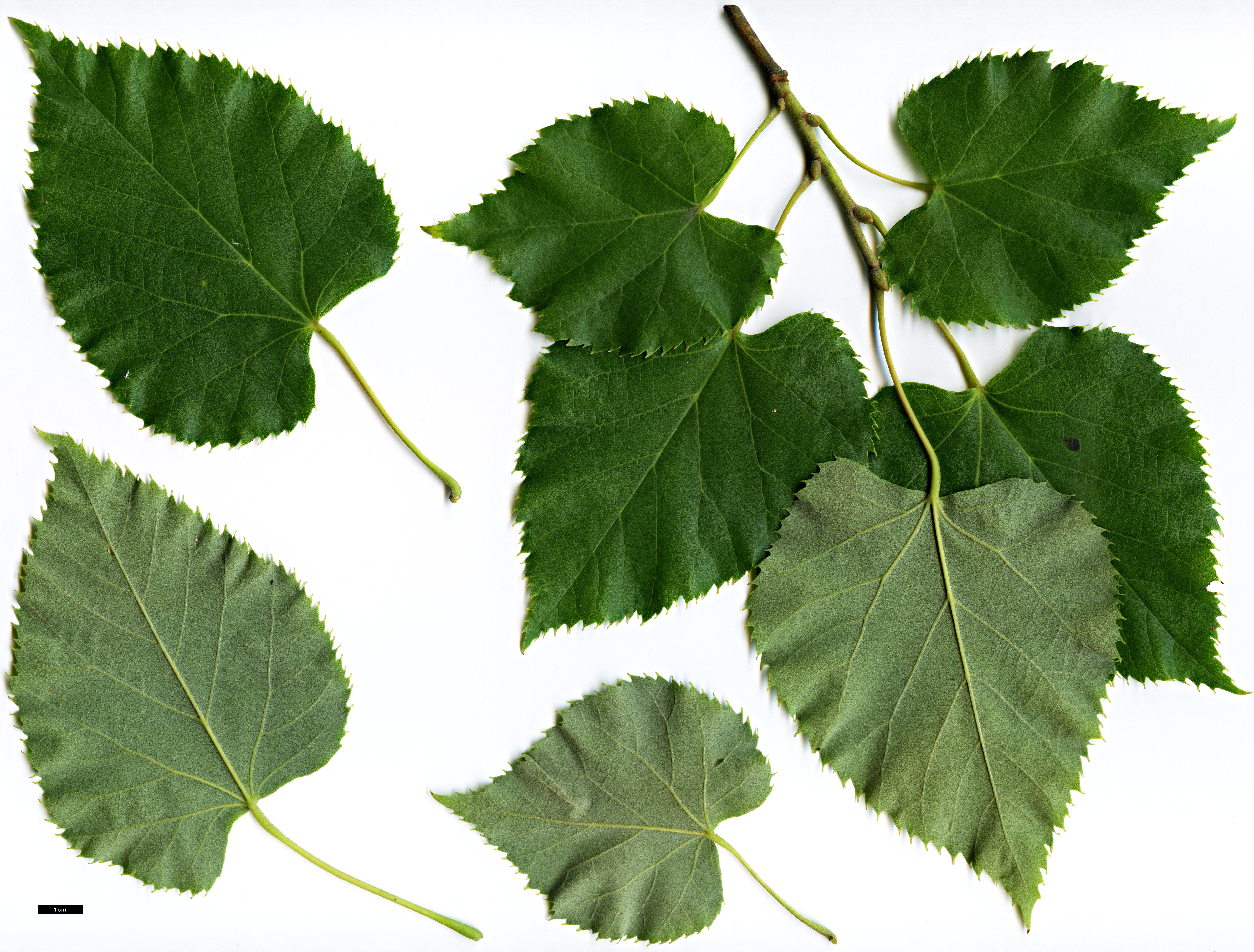 High resolution image: Family: Malvaceae - Genus: Tilia - Taxon: 'Hillieri' (T.cordata × T.tomentosa)